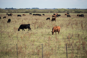 Ganado vacuno en campos de la zona de Monte Buey Cordoba..30-04-20.Foto: Marcelo Manera