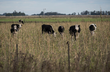 Ganado vacuno en campos de la zona de Monte Buey Cordoba..30-04-20.Foto: Marcelo Manera