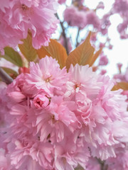 pink and white flowers