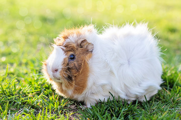 guinea pig in green grass. Fresh greens in pet nutrition. Tinted. place for text.