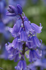 Bluebells in flower in spring in a garden