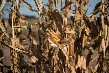 plantaciones de maiz en la zona de Monte Buey cordoba.30-04-20.Foto: Marcelo Manera