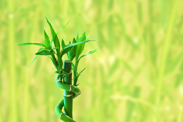 Fototapeta na wymiar Fresh bamboo shoots on greenery background