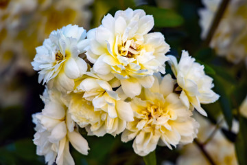 White Camellias 1