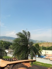 Obraz premium Roof tiles and trees