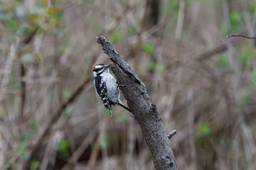 Downy Woodpecker pecking at a dead tree in the forest. 