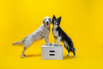Two happy dogs: border collie and golden retriever on yellow solid background