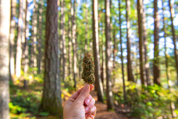 Hand holding dried cannabis flower against forest trail background - 345210287