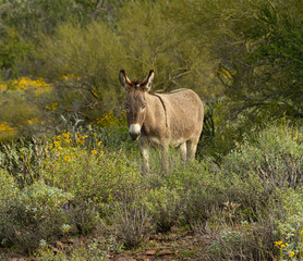 A wild burro standing among desert plants in the Sonoran desert of Arizona.