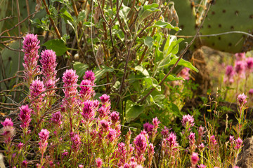 Obraz premium Close up of Purple Owl’s Clover, also known as Exerted Indian Paintbrush, Castilleja exserta, with a limited depth of focus.