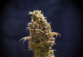 Macro detail of Cannabis flower trichomes (sour diesel strain) - 345210690
