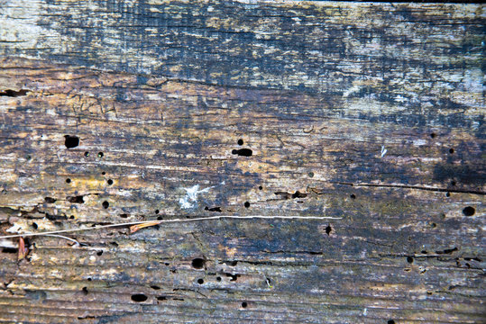 textura de madera gris y amarillenta antigua en mal estado. 