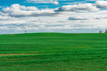 field of grass and perfect blue sky