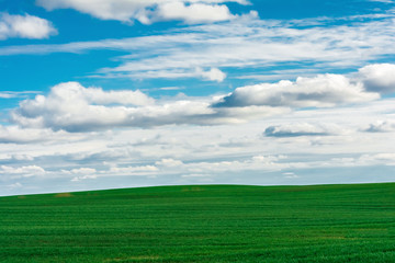 field of grass and perfect blue sky