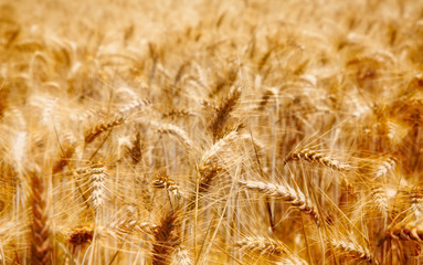 Dreaming with the harvest