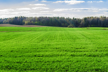 Obraz premium Green field, forest on the horizon and white clouds on blue sky