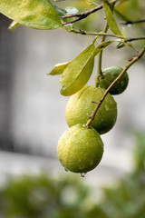 lemon on tree Croatia Trogir Montenegro