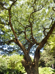 Naklejka premium Network of Nature Expressed in Tree Twigs