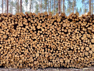 Fototapeta premium a huge pile of felled trees, forest in Poland