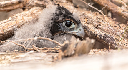 New Zealand Falcon (Karearea)(Falco novaeseelandiae) chick