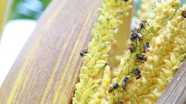 Close up bee with yellow coconut pollen. Honey Bee collecting pollen on a coconut flower. Close up of small bees pollinating the tiny flowers on a coconut palm tree on a bright summer day in Thailand.