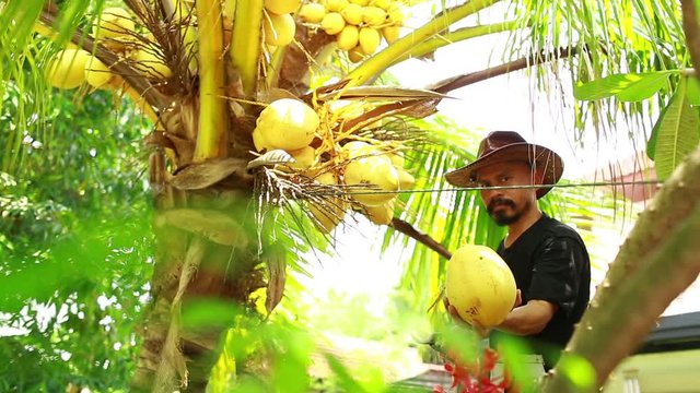 An Asian man with a mustache is harvesting coconuts. Fresh coconut from the garden. Harvester harvests coconut palm tree trunk.
