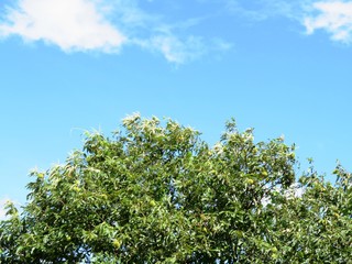 日本の田舎の風景　9月　栗の木と青空