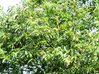 日本の田舎の風景　9月　栗の木　青いイガ