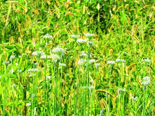 日本の田舎の風景　9月　野の花　ニラ　ネコジャラシ