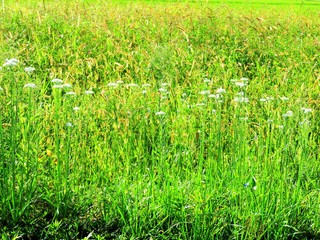 日本の田舎の風景　9月　野の花　ニラ　ネコジャラシ