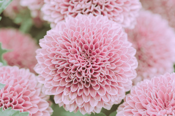 Beautiful Pink Dahlia Flower; Isolated and closed up; Japanese vintage style
