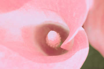 pink calla lily closed up; japanese vintage style - Powered by Adobe