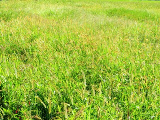 日本の田舎の風景　9月　初秋の休耕田　ネコジャラシ