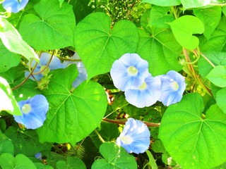 日本の田舎の風景　9月　野の花　アサガオ