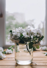 A bouquet of white flowers of an apple tree stands in a glass jar against the background of a window. Wooden table. Spring concept.