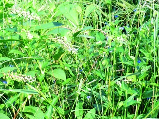 日本の田舎の風景　9月　初秋の草叢　ホタル草