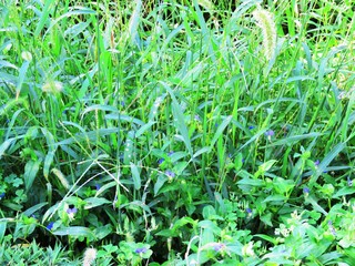 日本の田舎の風景　9月　初秋の草叢　ホタル草