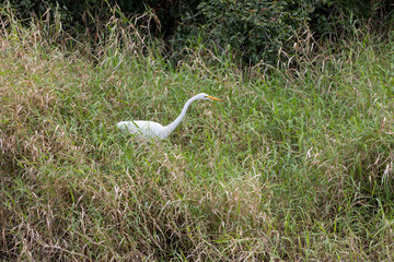 Egret in the Grass