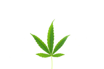 Green cannabis leaves isolated on white background