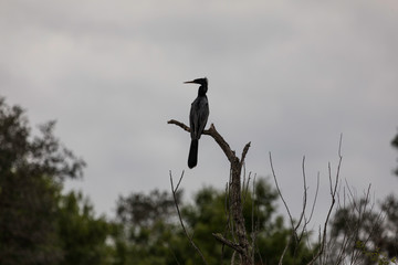 A Floridian Limpkin