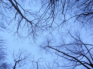 The moon visible far beyond the blue sky in the winter forest.