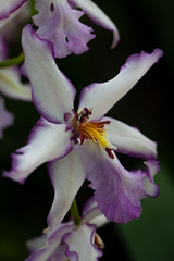 Purple and white orchid