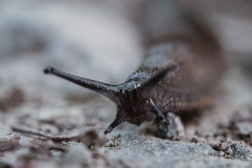 Macro detail of horned slug on dirt ground