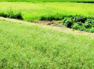 日本の田舎の風景　9月　初秋の畑
