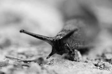 Macro detail of horned slug on dirt ground