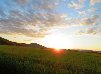 Fototapeta na wymiar 日本の田舎の風景　9月　夕焼雲と田んぼ