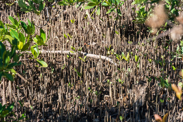 Black mangrove pneumatophores (Avicennia germinans) - Hollywood, Florida, USA