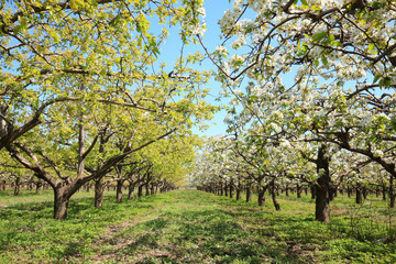 Fototapeta premium Pear trees blossom in spring