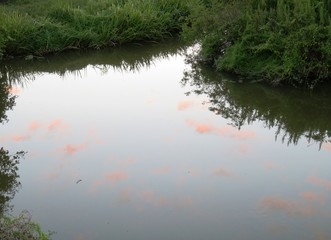 日本の田舎の風景　9月　曇りの日の水辺の夕景