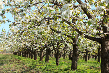 Fototapeta na wymiar Pear trees blossom in spring